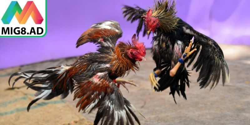 Phân loại trận đấu nhằm tạo điều kiện cạnh tranh công bằng