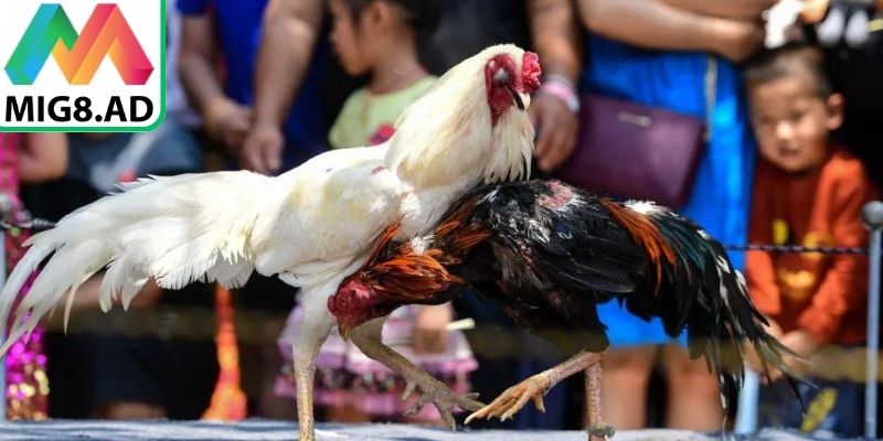 Đá Gà Xanh Trích Mig8 – Trận Đấu Trực Tuyến Gay Cấn 3 Nắm rõ luật chơi giúp phân tích trận đấu chính xác